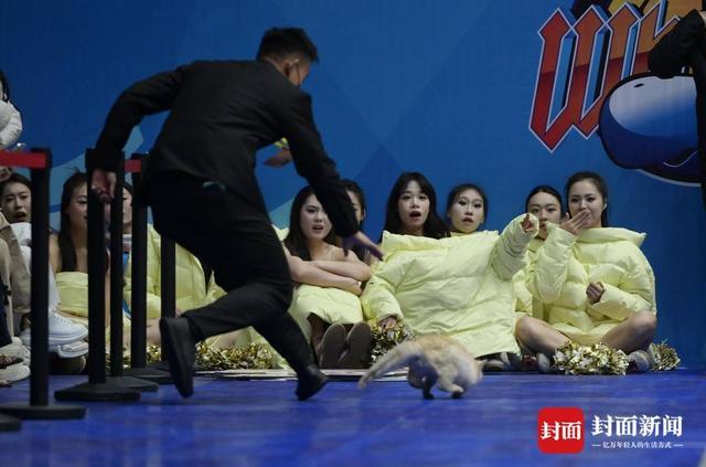 2026世界杯投注-CBA赛场“意外”：两只猫咪闯入捣乱，保安上演爆笑追逐战